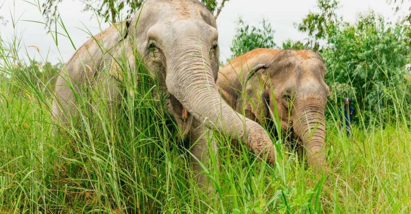 from-bangkok-pattaya-ethical-elephant-sanctuary-day-trip