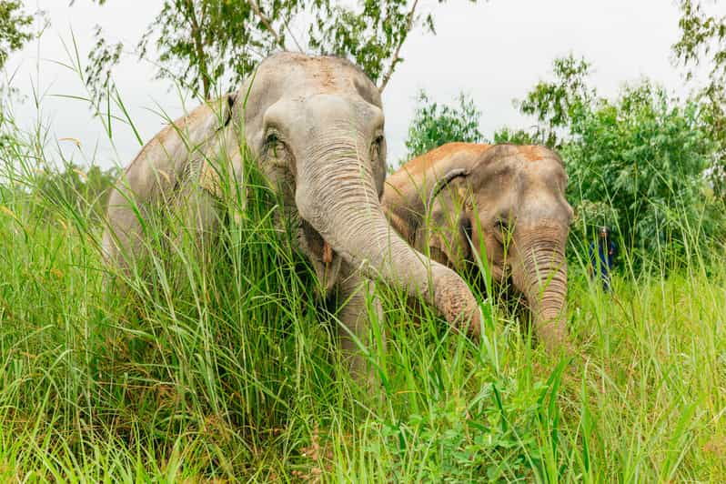 from-bangkok-pattaya-ethical-elephant-sanctuary-day-trip
