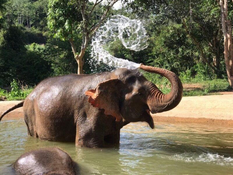 from-bangkok-pattaya-ethical-elephant-sanctuary-day-trip