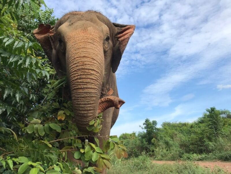 from-bangkok-pattaya-ethical-elephant-sanctuary-day-trip