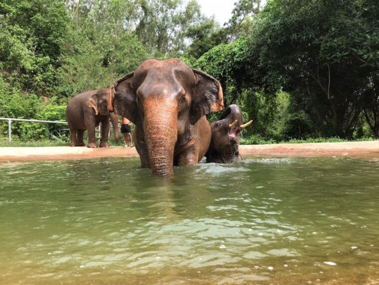 from-bangkok-pattaya-ethical-elephant-sanctuary-day-trip