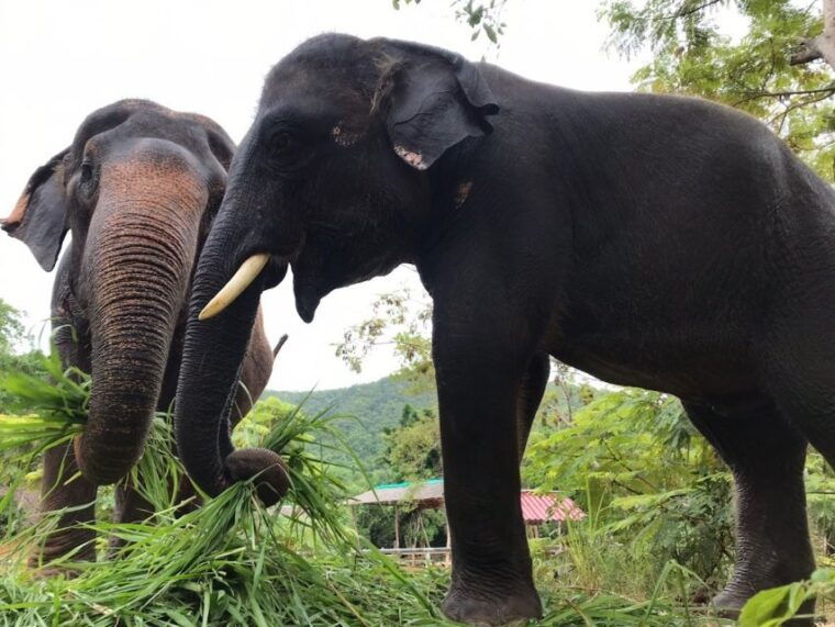 from-bangkok-pattaya-ethical-elephant-sanctuary-day-trip