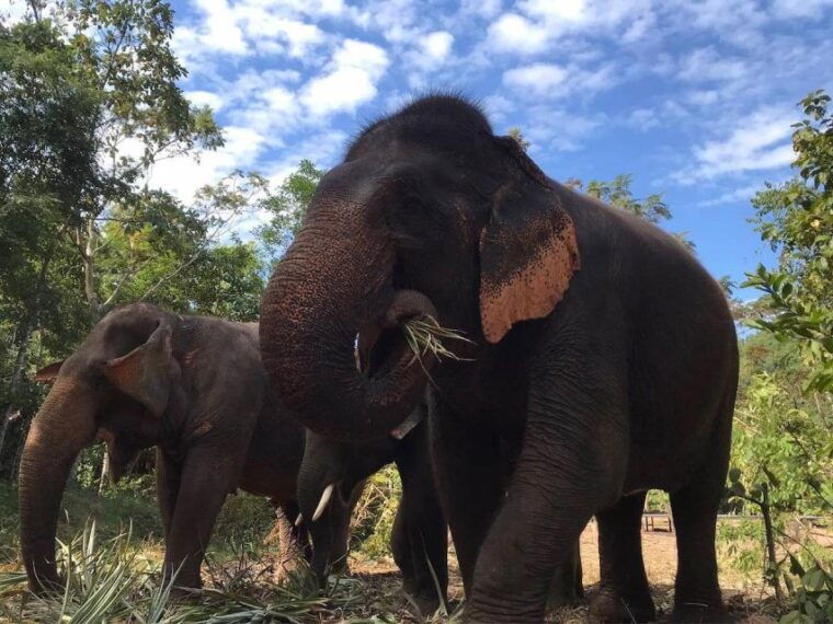 from-bangkok-pattaya-ethical-elephant-sanctuary-day-trip