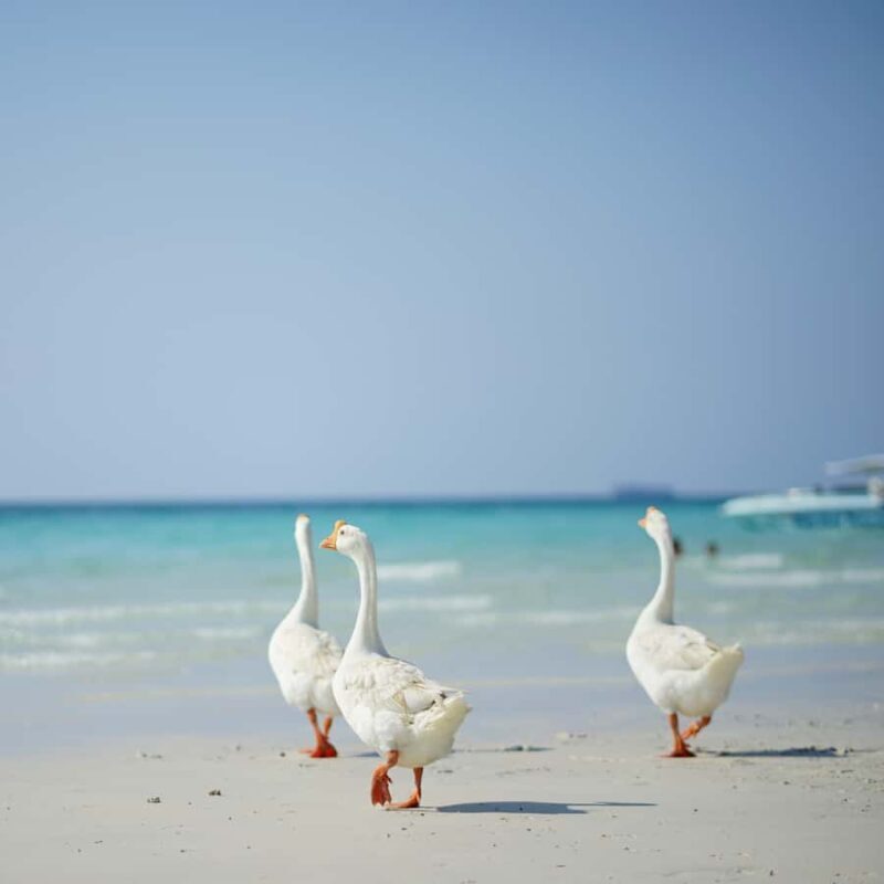 From Bangkok: Pattaya Island Trip with Drone Photos - The Sum Up