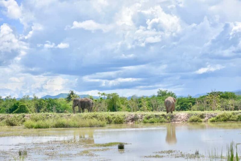 From Bangkok: Wildlife Rescue and Elephant Rescue Tour - From Bangkok: Wildlife Rescue and Elephant Rescue Tour