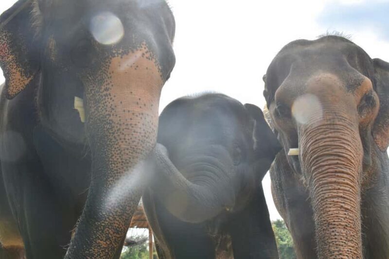 From Bangkok: Wildlife Rescue and Elephant Rescue Tour - Who This Tour Is Perfect For