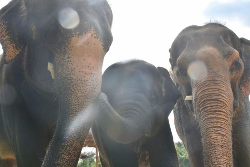 From Bangkok: Wildlife Rescue and Elephant Rescue Tour - Final Thoughts
