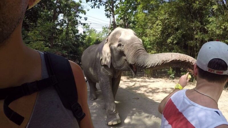 from-bangkok-wildlife-rescue-and-elephant-rescue-tour