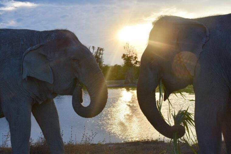 from-bangkok-wildlife-rescue-and-elephant-rescue-tour