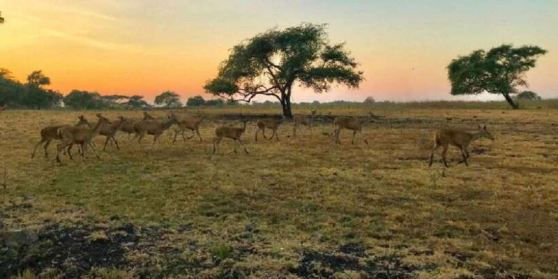 from-banyuwangi-baluran-wildlife-safari-sunset-tour
