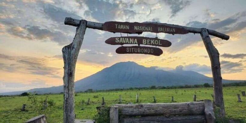 from-banyuwangi-baluran-wildlife-safari-sunset-tour