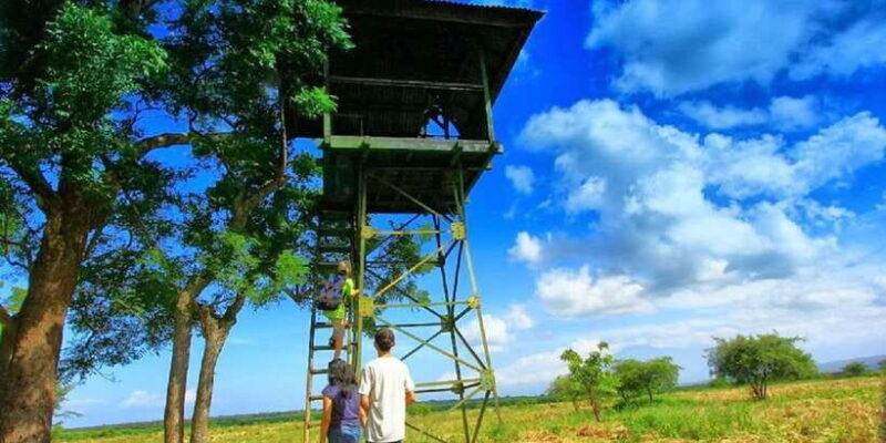 from-banyuwangi-baluran-wildlife-safari-sunset-tour