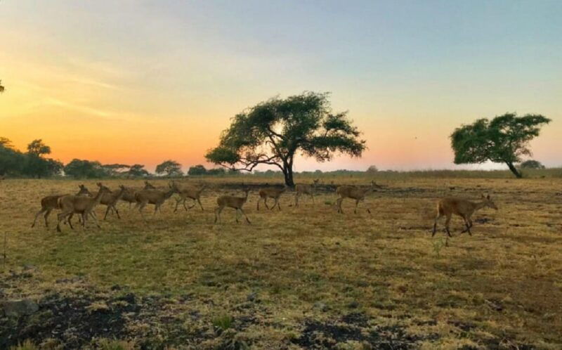 from-banyuwangi-baluran-wildlife-safari-sunset-tour