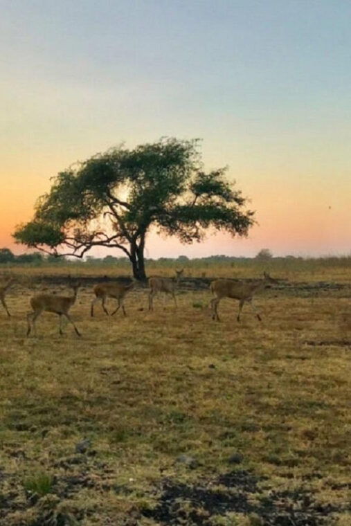 from-banyuwangi-baluran-wildlife-safari-sunset-tour