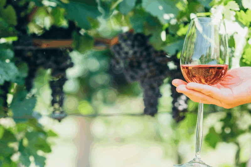 from-barcelona-kosher-jewish-wine-tour