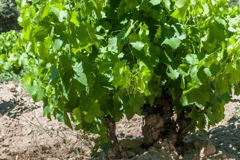 from-barcelona-kosher-jewish-wine-tour