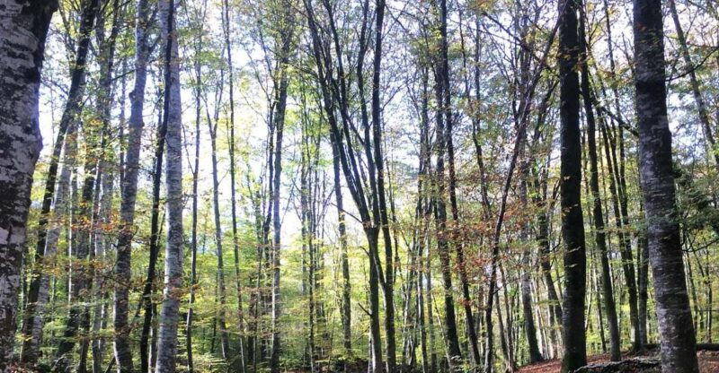 from-barcelona-medieval-villages-and-volcanic-hiking-tour