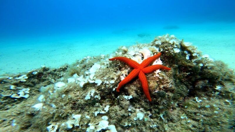 from-barcelona-tossa-de-mar-scuba-diving-and-3-course-meal