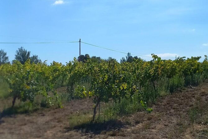 from-barcelona-wine-tasting-in-2-priorat-wineries-and-food