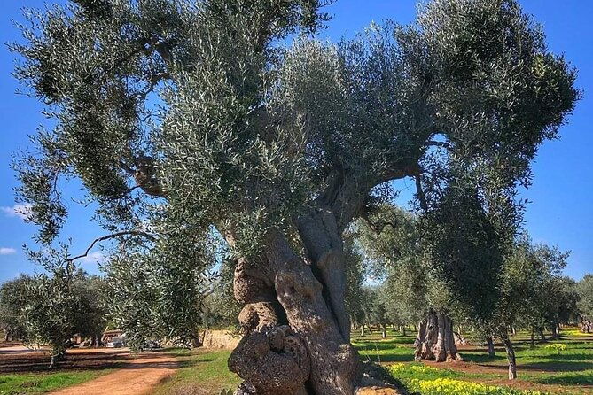 from-bari-or-ostuni-to-central-puglia-wonders-tour