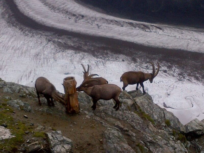 From Basel: Small Group Tour to Zermatt and Mt. Gornergrat - An In-Depth Look at the Tour Experience