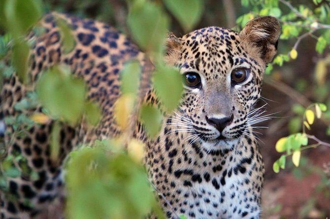 From Beach Hotels: Yala National Park Safari with Campsite Lunch - Practical Tips for Your Safari Day