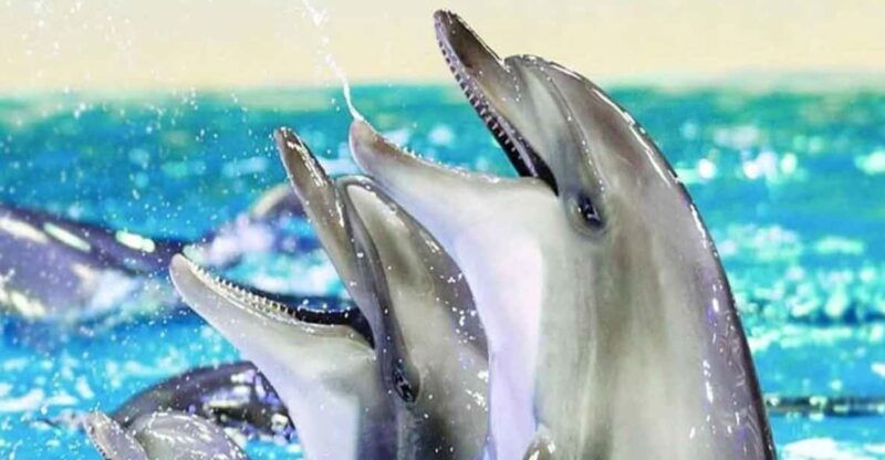 from-belek-dolphin-show-with-transfers