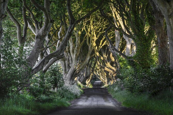 From Belfast-Giants Causeway, Dunluce Castle and Dark Hedges tour - From Belfast: Giants Causeway, Dunluce Castle, and Dark Hedges Tour Review 