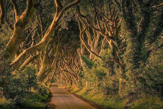 From Belfast-Giants Causeway, Dunluce Castle and Dark Hedges tour - Authentic Experiences from Reviews 