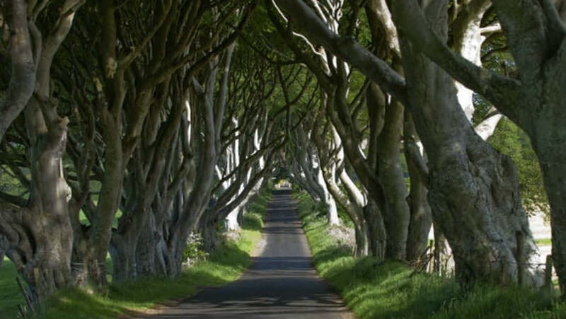 From Belfast: Giant's Causeway, Dunluce Castle & Dark Hedges - Key Points