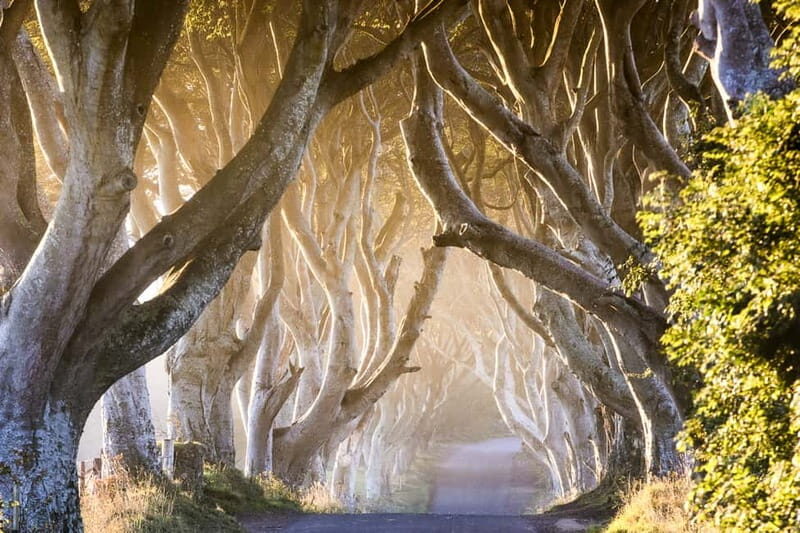 From Belfast: Giant's Causeway & Titanic Experience Belfast - The Advantages of Booking This Tour