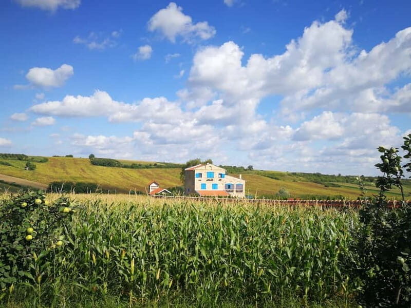 From Belgrade: Novi Sad & Fruska gora & winery and monastery - Exploring Novi Sad and Petrovaradin Fortress