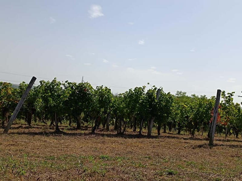 From Belgrade: Oplenac mausoleum Royal tour with winery - Frequently Asked Questions