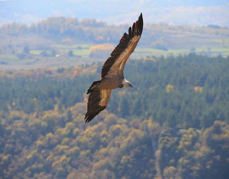 From Belgrade: Uvac Nature Reserve Tour - Frequently Asked Questions