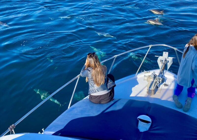 from-benalmadena-torremolinos-dolphin-watch-boat-trip