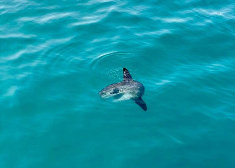 from-benalmadena-torremolinos-dolphin-watch-boat-trip