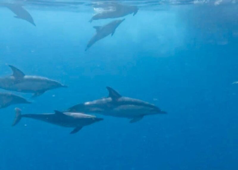 from-benalmadena-torremolinos-dolphin-watch-boat-trip