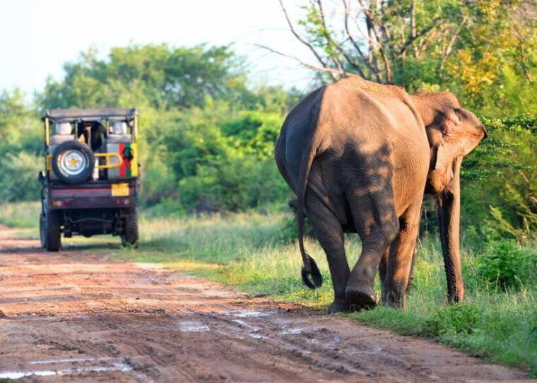 from-bentota-elephant-transit-camp-and-udawalawe-safari