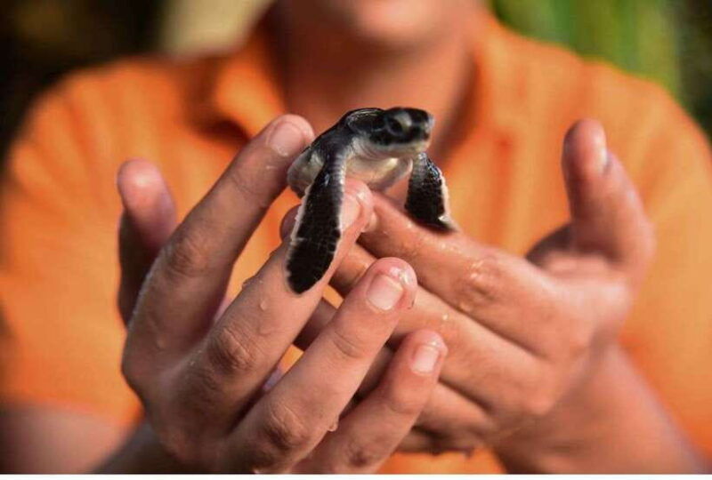 from-bentota-exclusive-madu-river-safari-turtle-hatchery