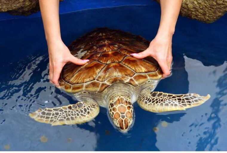 from-bentota-exclusive-madu-river-safari-turtle-hatchery