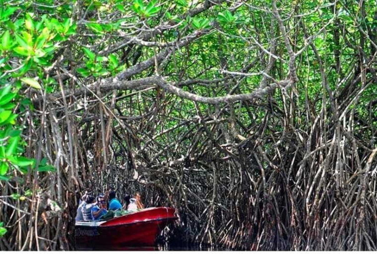 from-bentota-exclusive-madu-river-safari-turtle-hatchery
