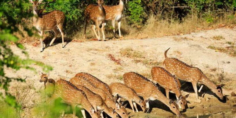 from-bentota-full-day-yala-national-park-safari-tour