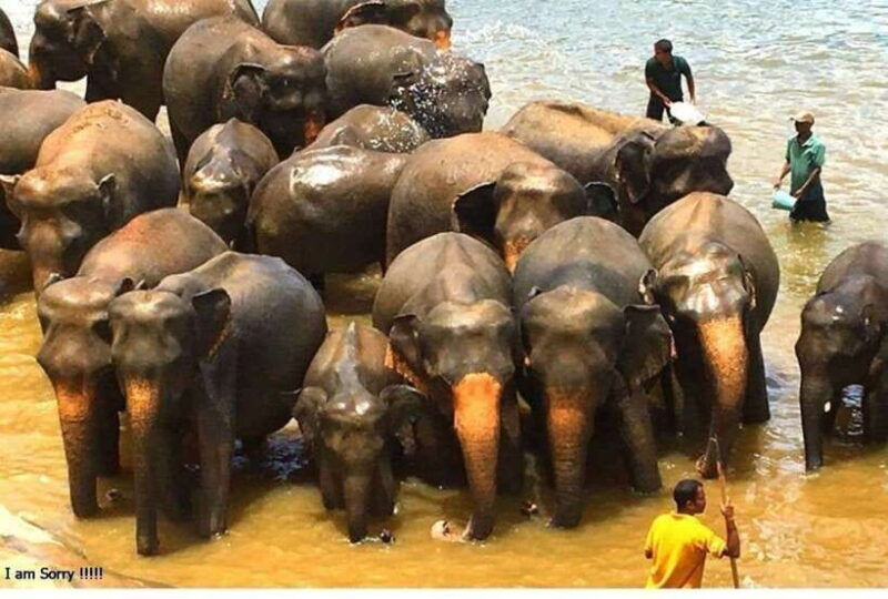 from-bentota-kalutara-magical-journey-to-kandy-pinnawala