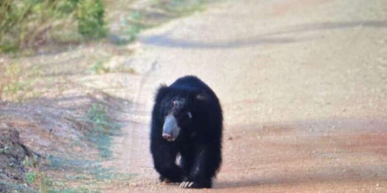 from-bentota-kalutara-yala-national-park-safari-jeep-tour