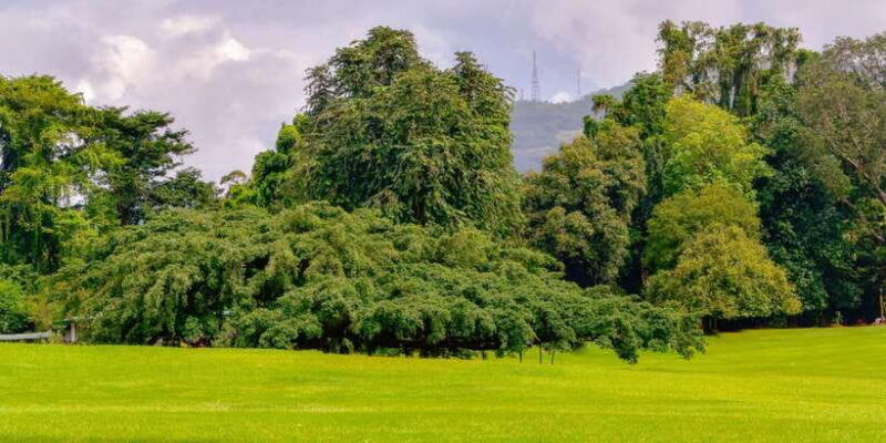 from-bentota-kandy-tour-with-tooth-temple-gardens-visit