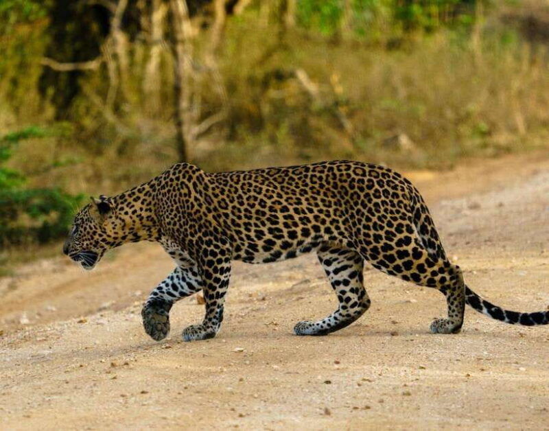 from-bentota-yala-national-park-full-day-safari-tour
