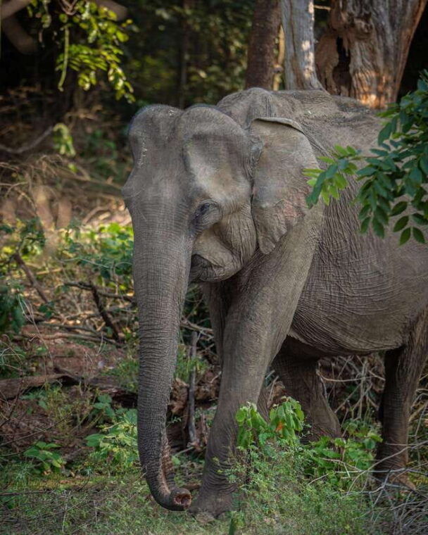 from-bentota-yala-national-park-full-day-safari-tour