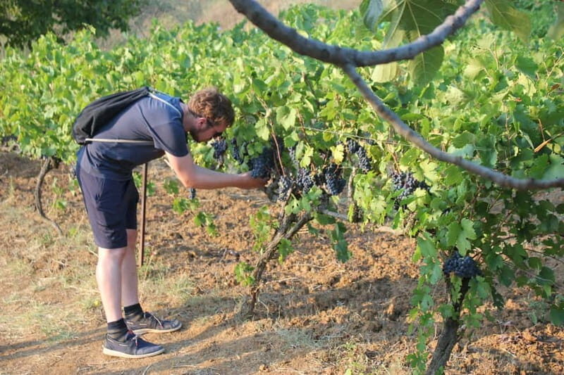 From Berat: Guided Winery Tour with Transfers and Tastings - Price & Value