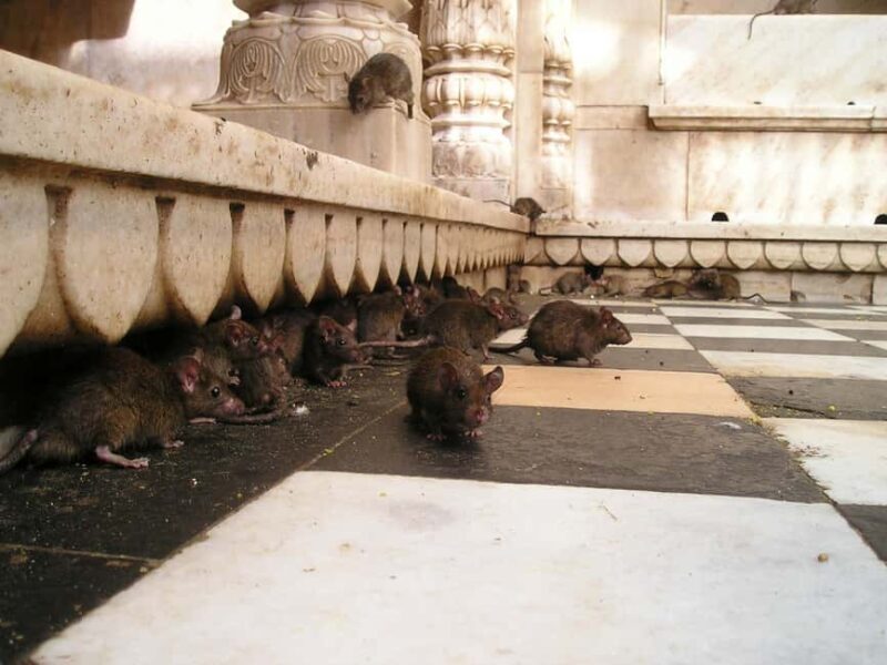 From Bikaner: Rat Temple Tour with Drop-off at Jodhpur - Who Is This Tour Best For?
