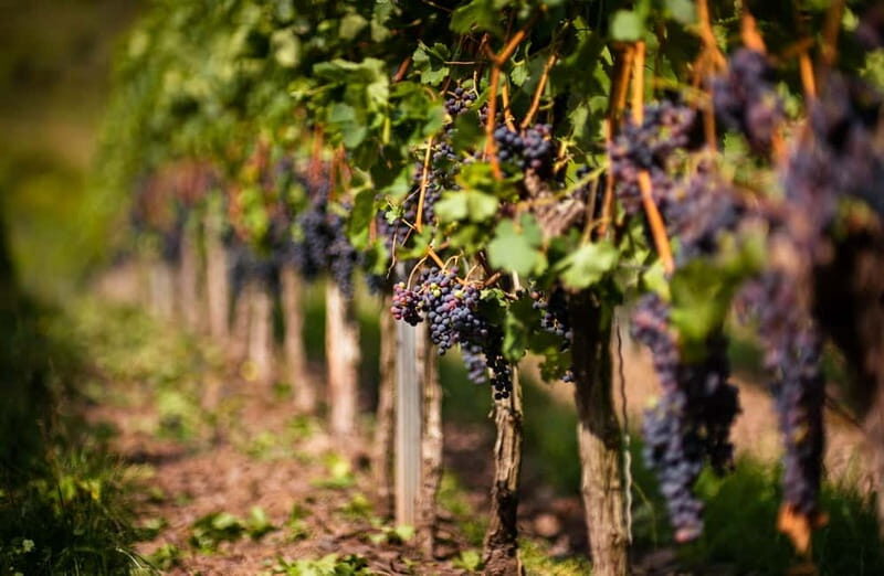 From Bilbao: La Rioja Wineries Day Trip with Wine Tastings - A Closer Look at the La Rioja Wineries Day Trip from Bilbao  